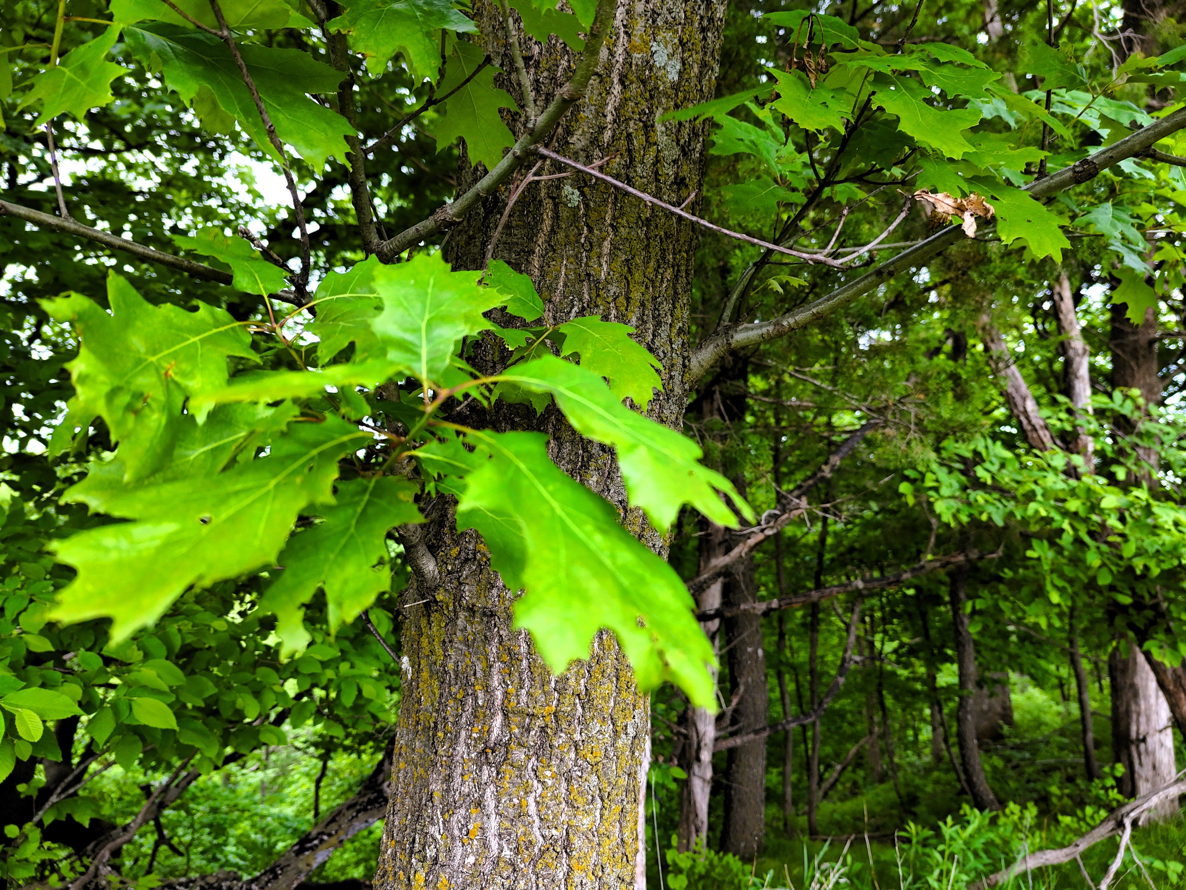 Listing Photo: Ground oak leaf